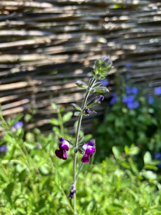 Salvia Salvia